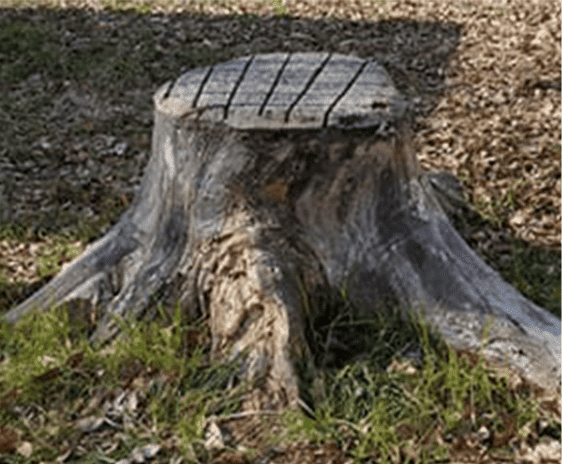 伐採レスキュー那須は庭木１本からでも可能
