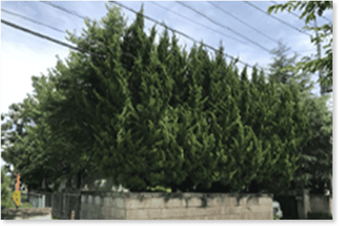 例3ビフォー：電線にかかるほど伸びた樹木