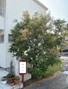 ポスト横の木の伐採施工前